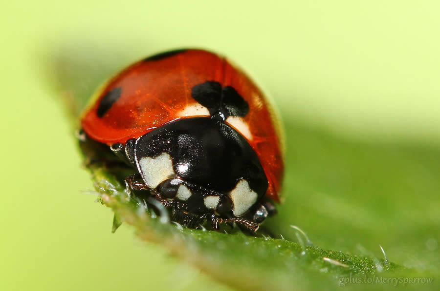 Ladybird