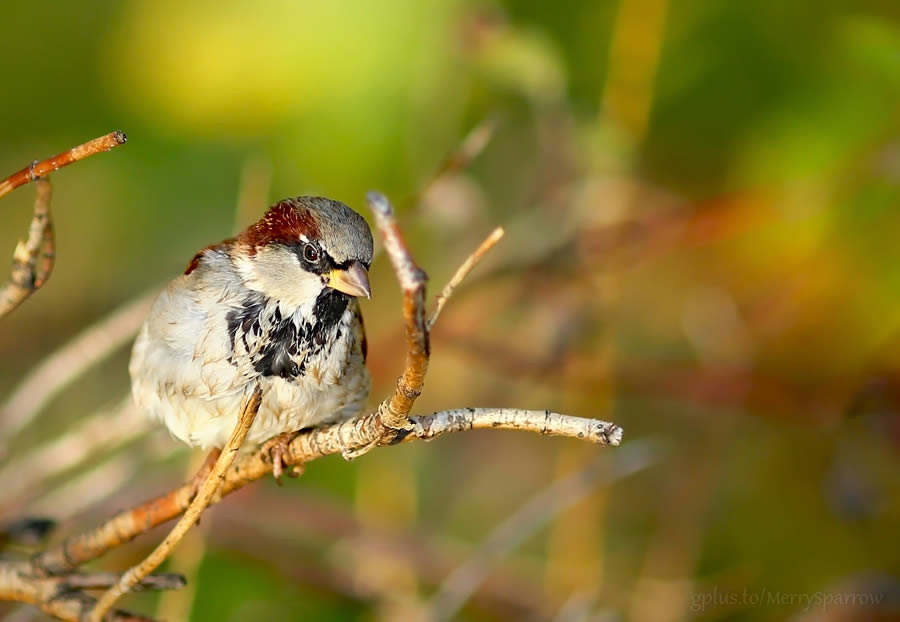 Cute Bird