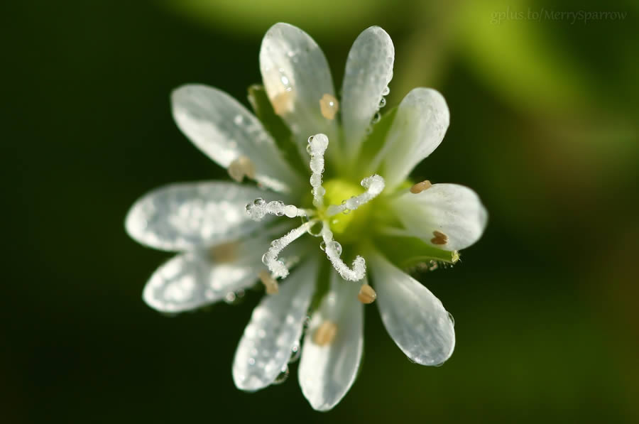 Natural Star