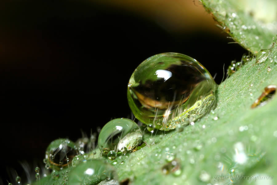 Green Waterdrops