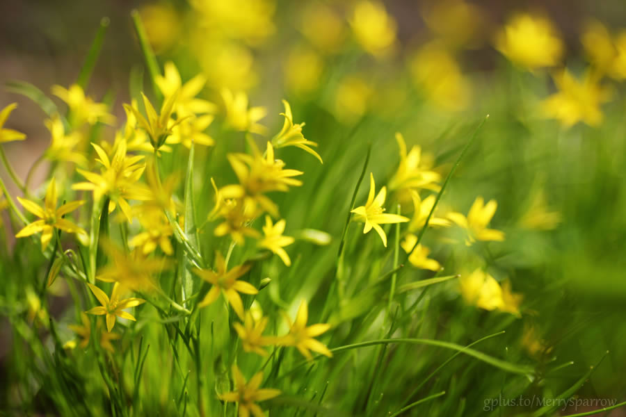 Green and Yellow