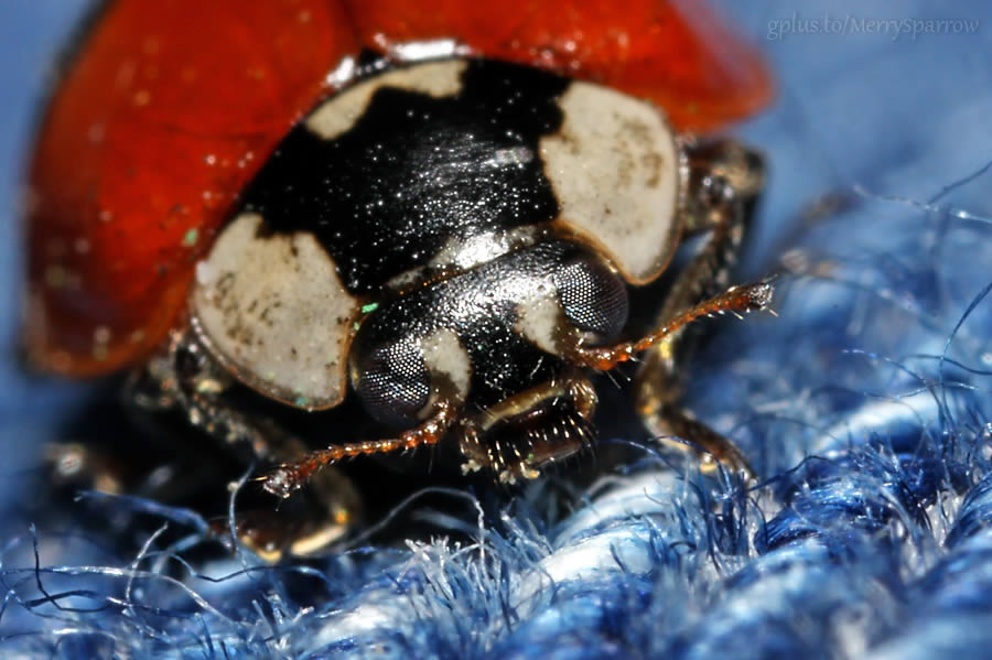 Ladybird Macro