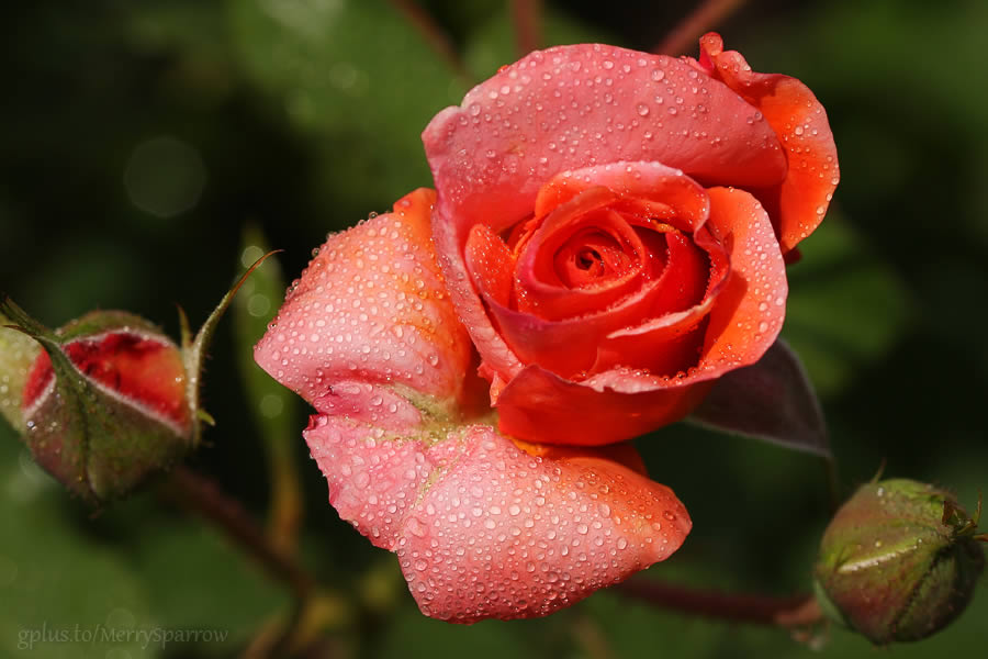 Jewelled Rose