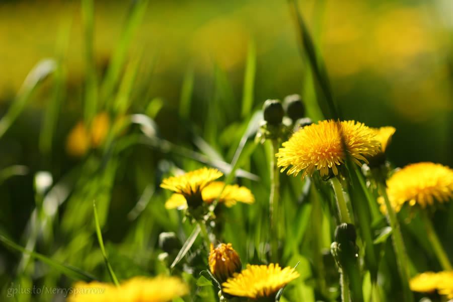 Just Dandelions