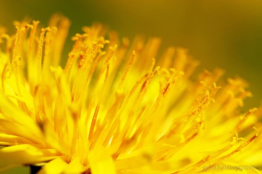 Sunny Dandelion