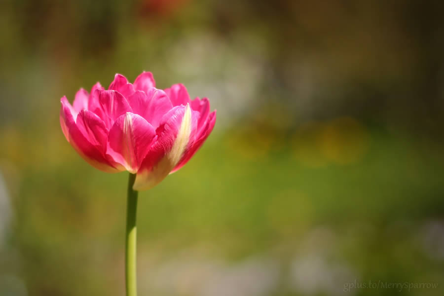 Footsteps of Spring