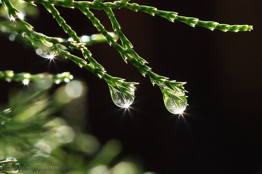 Sisters of Rain