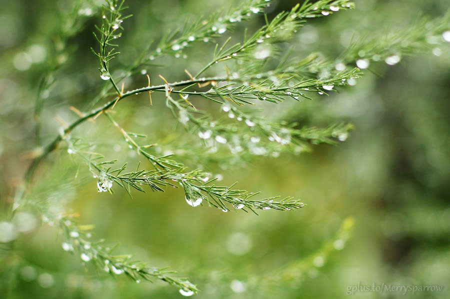 Beauty of the Rain