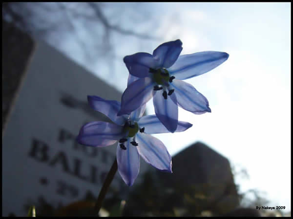 Grave Flowers