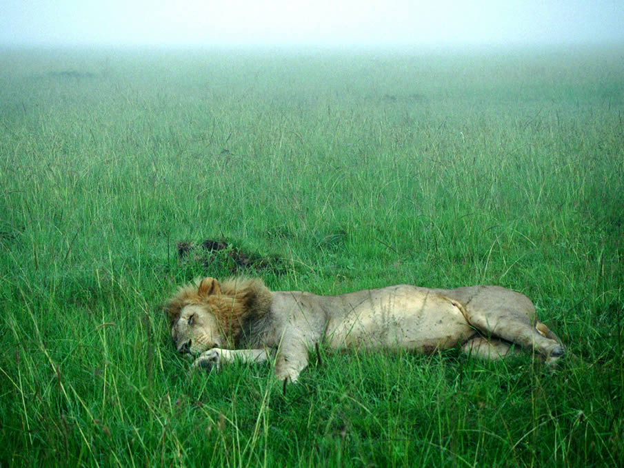 Sleeping Lion