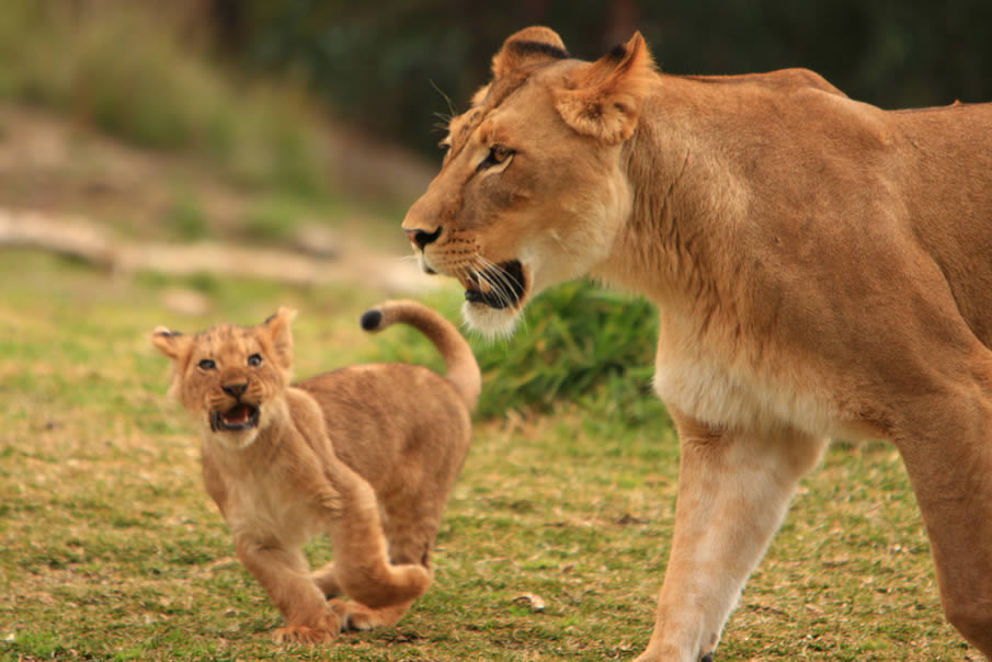 Lions & Lion Cub