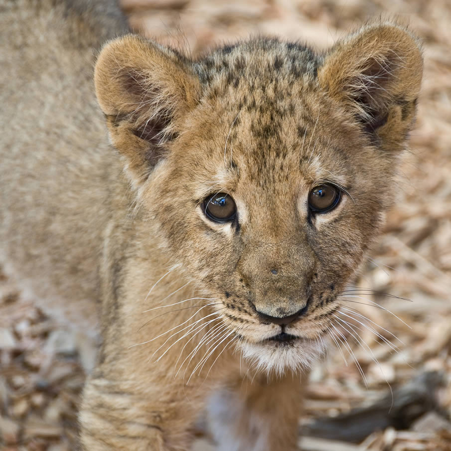 Lion Cub