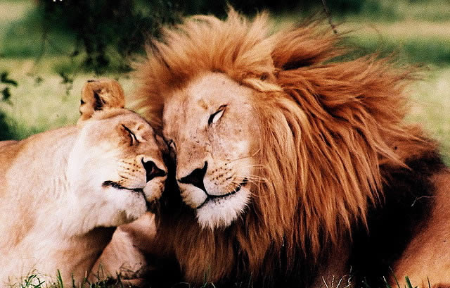 Lions in love