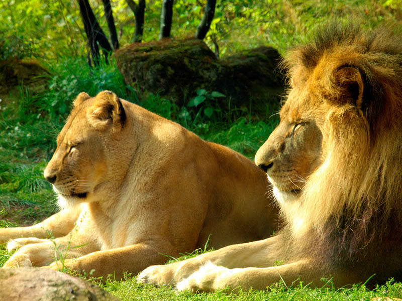 Lions basking in the sun