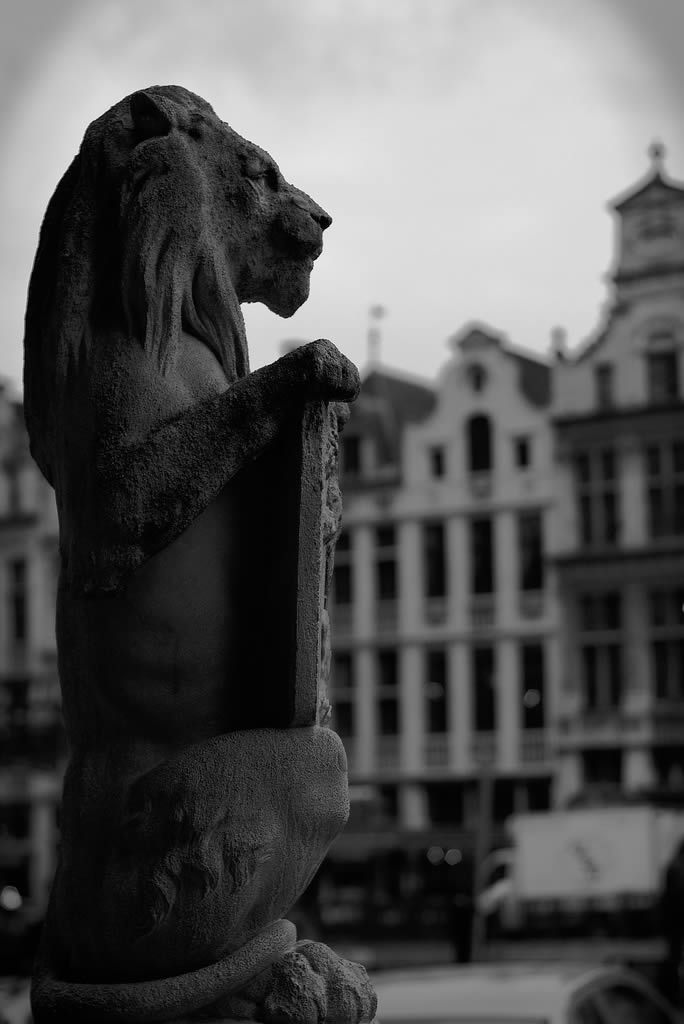 Lion watching Brussels