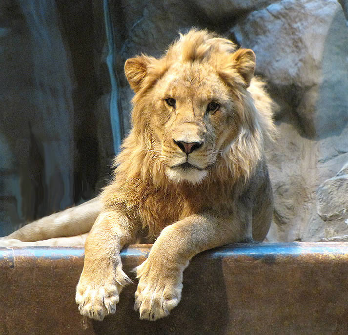 Lion Portrait