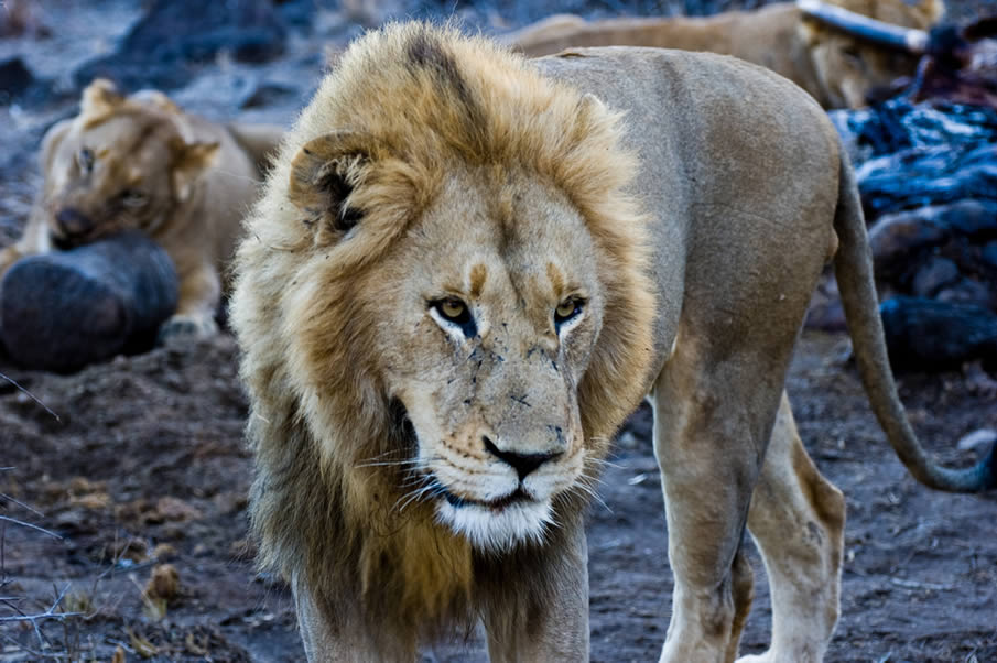 banqueting lions