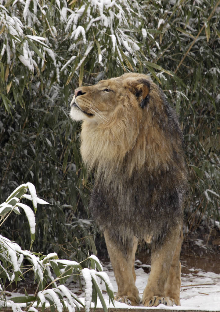 Lion at National Zoo