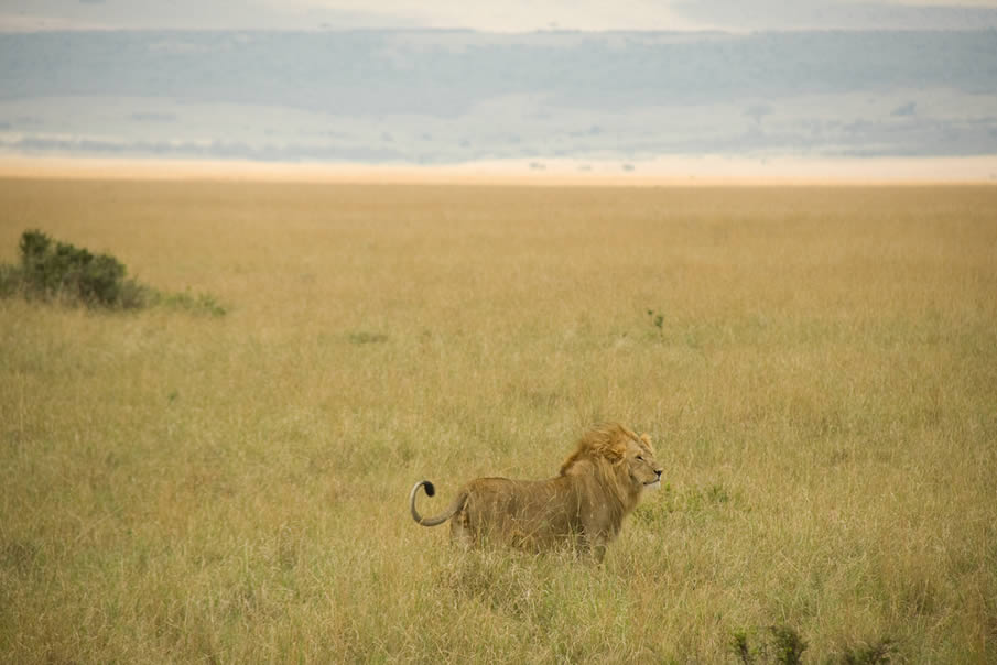 Male Lion