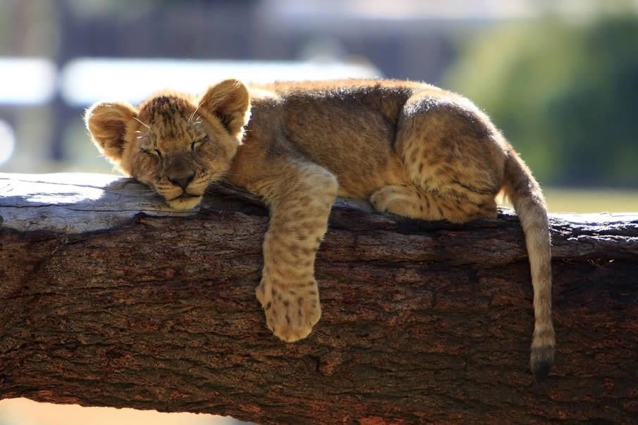 Lion Cub