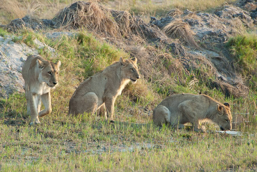 Lions on a morning stroll