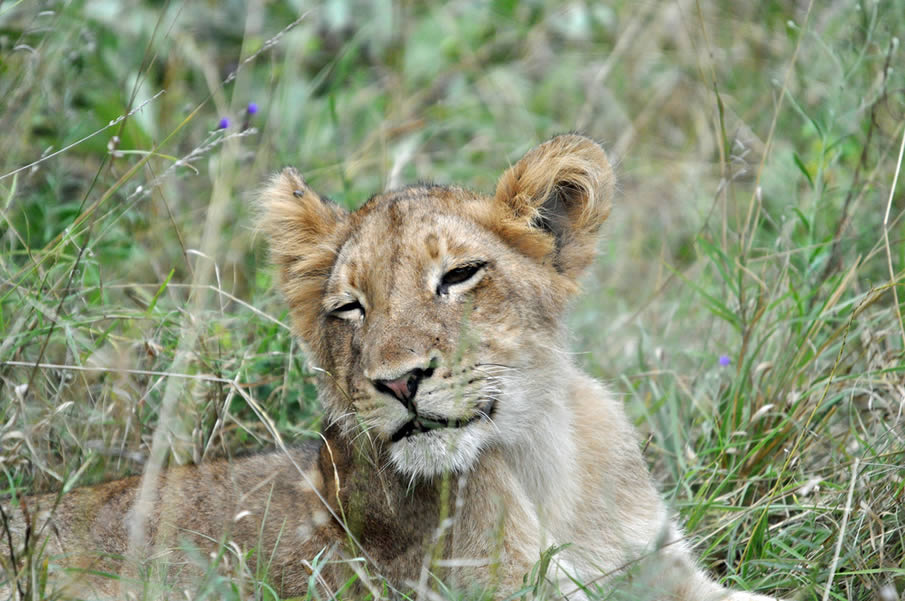 Lion Cub