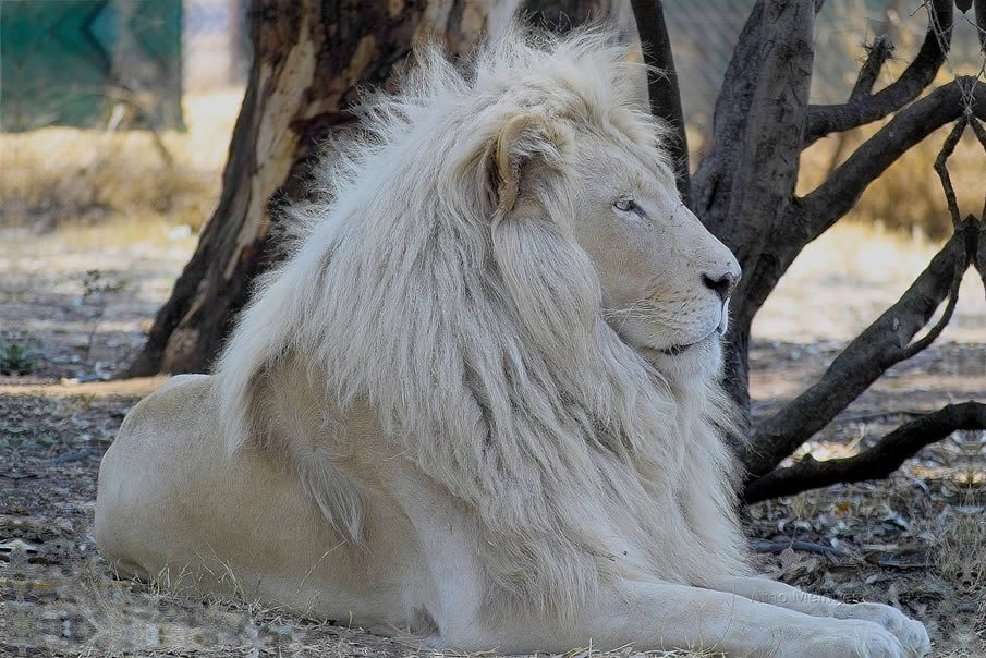 Letsatsi, the White lion