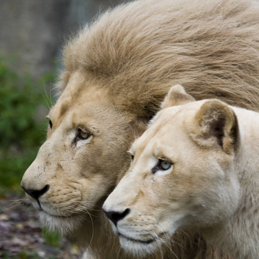 Lion and lioness