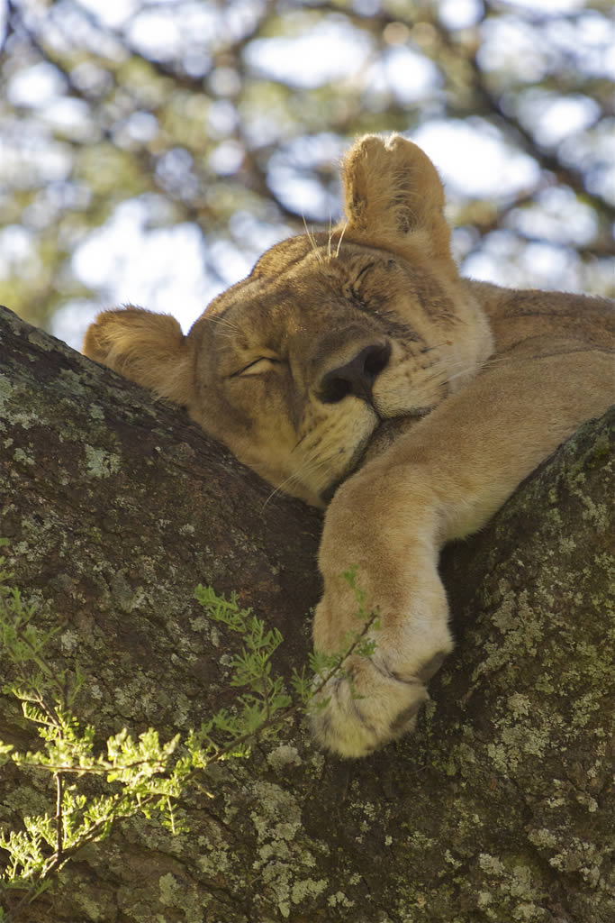 Tanzania