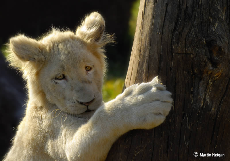 White Lion Cub