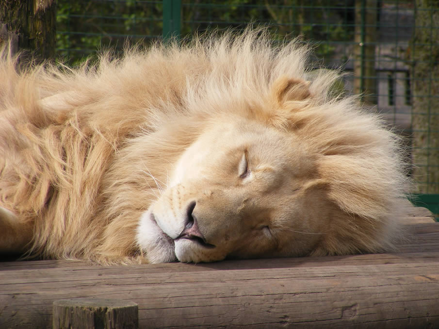 White lions