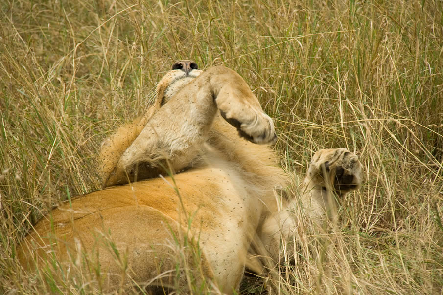 Male Lion