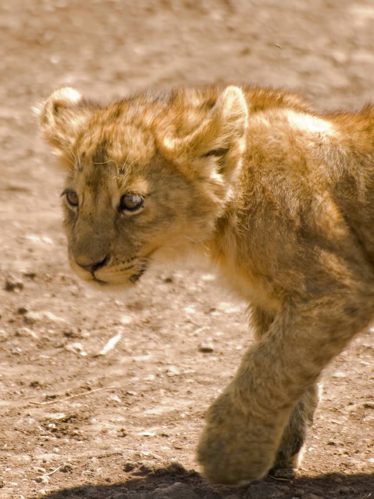 Lion Cub