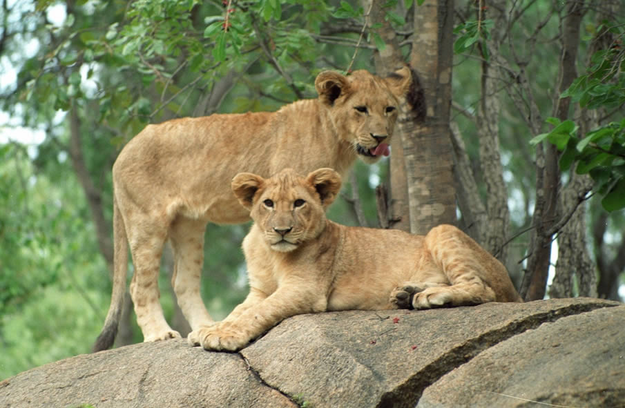 Lion cubs, Zimbabwe