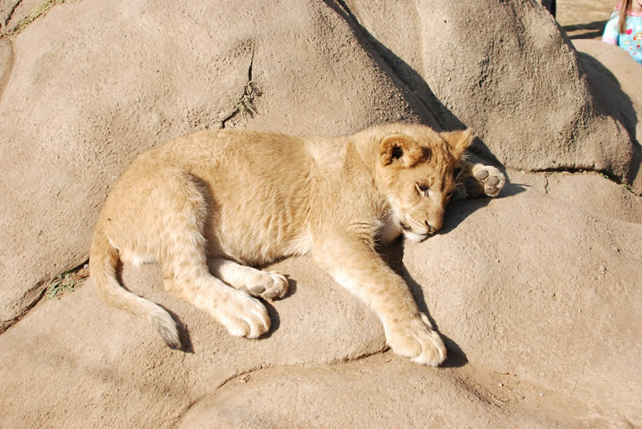 Lion Park, Gauteng