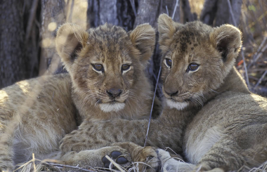 Lion Cubs - South Africa