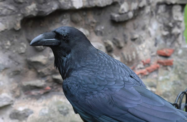 London tower Raven