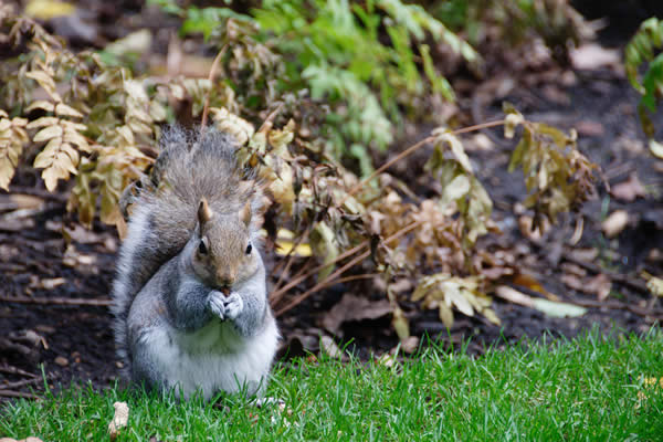 Hyde park squirrel