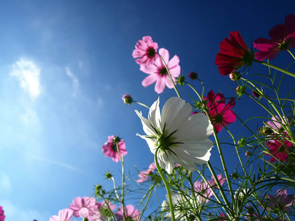 Low Angle Cosmos