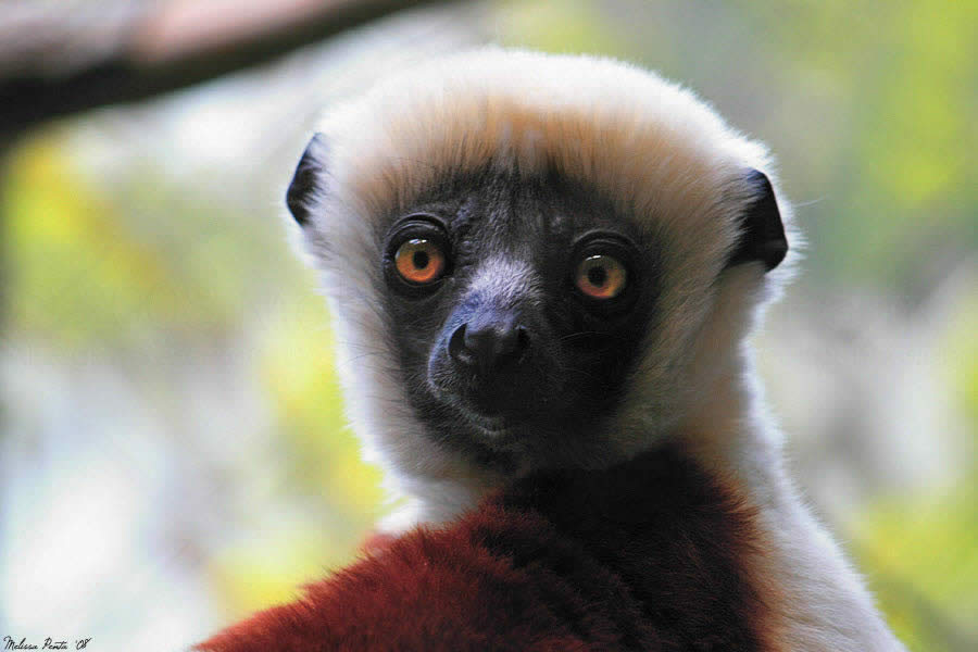 Sifaka Close-Up