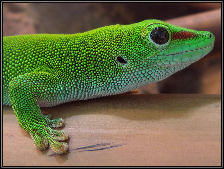 Madagascar Giant Day Gecko