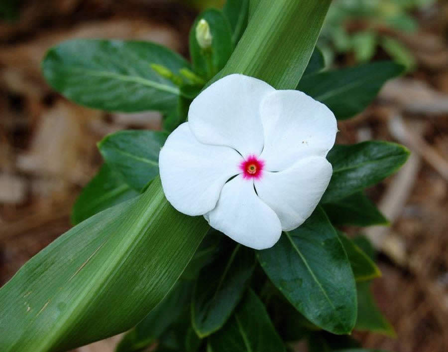 Madagascar Vinca