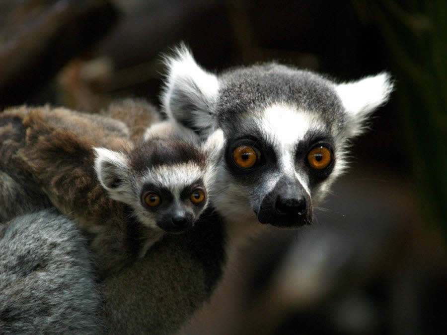 Lemur, Madagascar