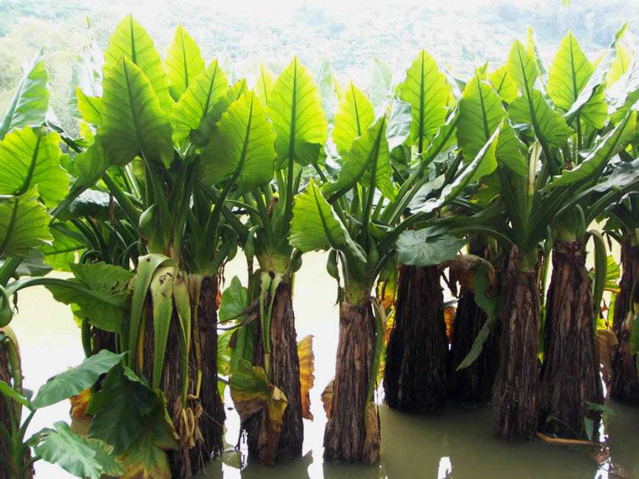 Madagascar Plants