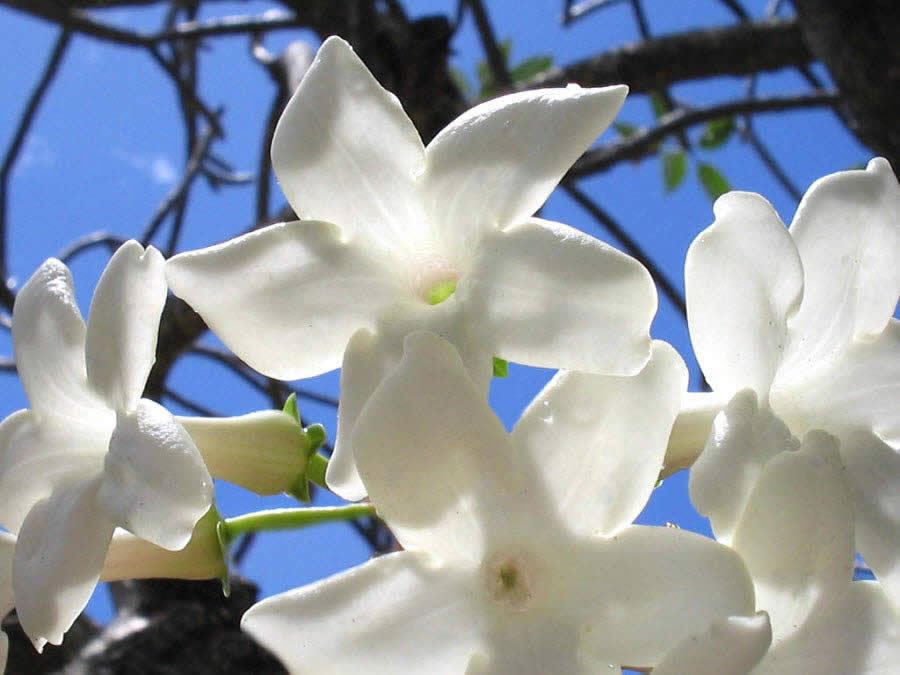 Madagascar Jasmine