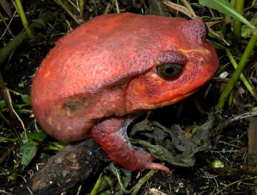 Tomato Frog