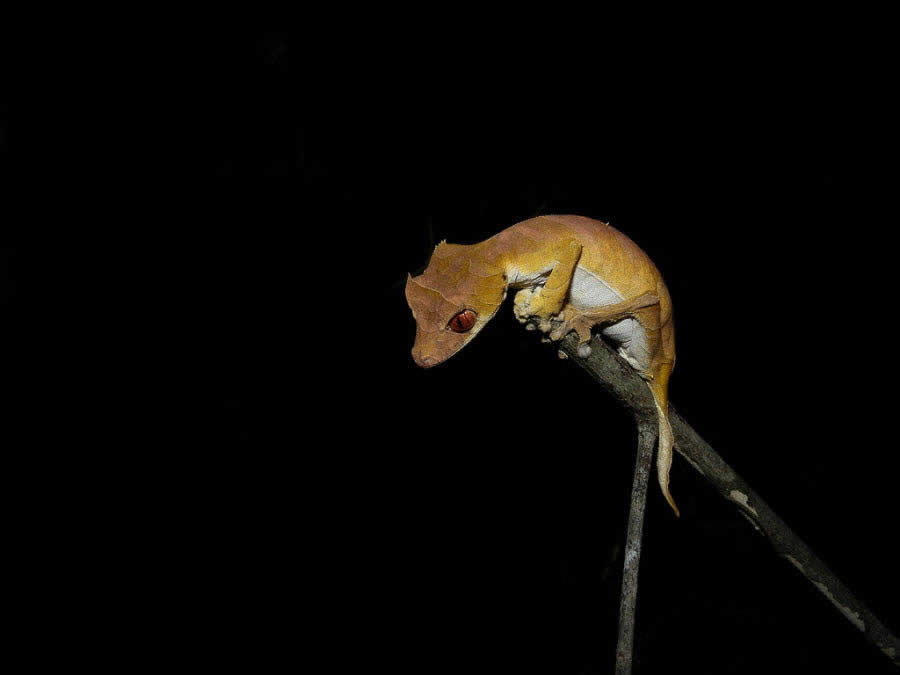 Spearpoint Leaf-tailed Gecko