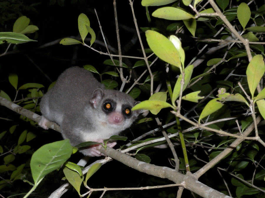 Fat-tailed Dwarf Lemur