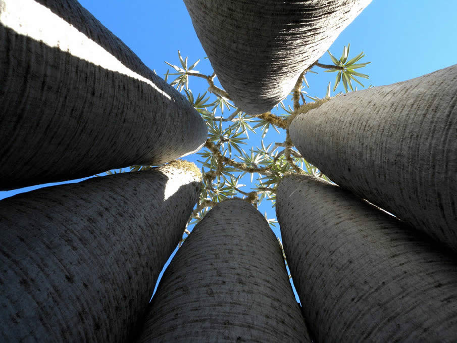 Pachypodium, Tsimanampetsotsa, Madagascar