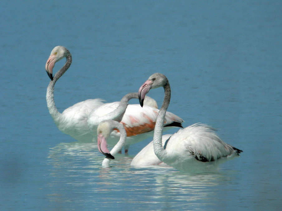 Greater Flamingos